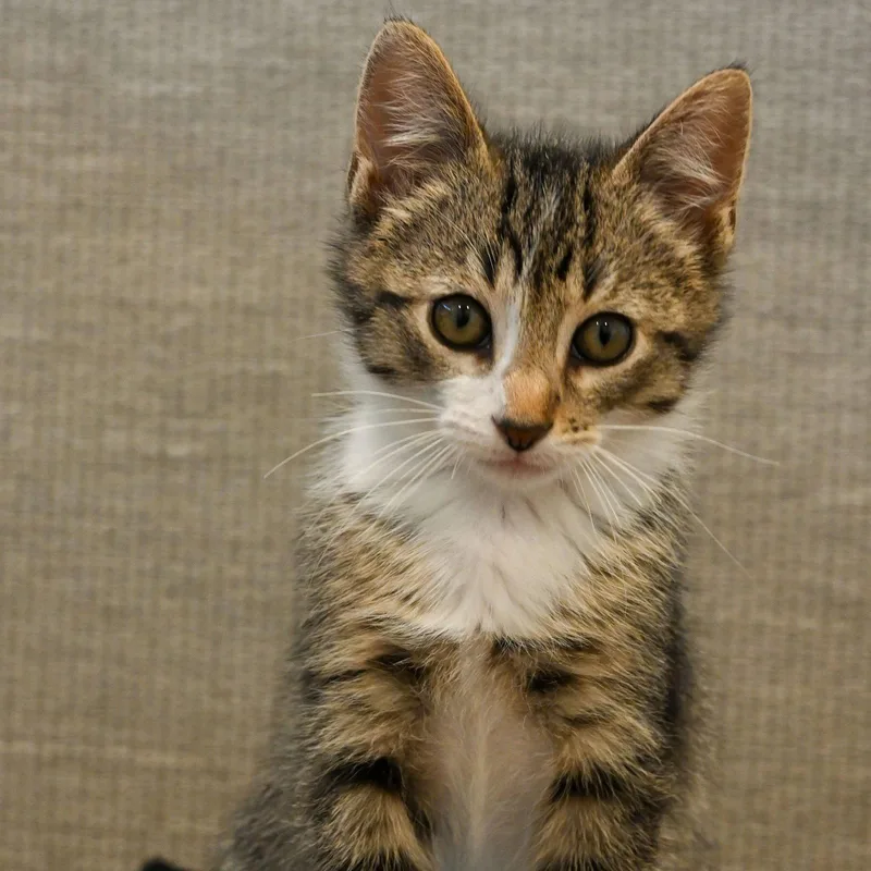 A baby small-sized male Brown / Chocolate Domestic Short Hair cat named Benson for adoption in Oakland, CA
