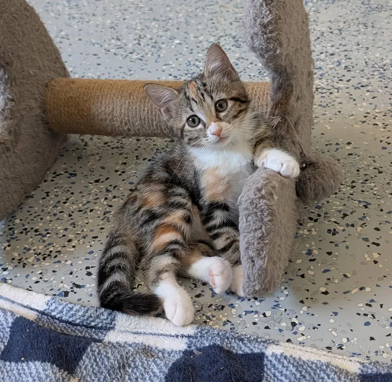 A young medium-sized female Domestic Medium Hair cat named Dixie for adoption in Pompano Beach, FL