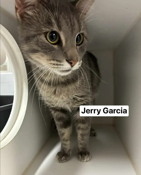 An adult medium-sized male Domestic Short Hair cat named Jerry Garcia for adoption in Topeka, KS