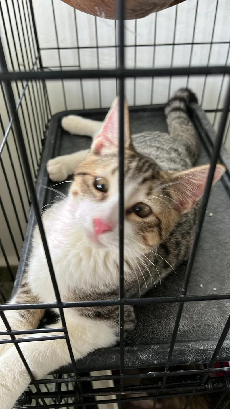 A baby medium-sized male Siamese cat named Darius for adoption in Rincon, PR
