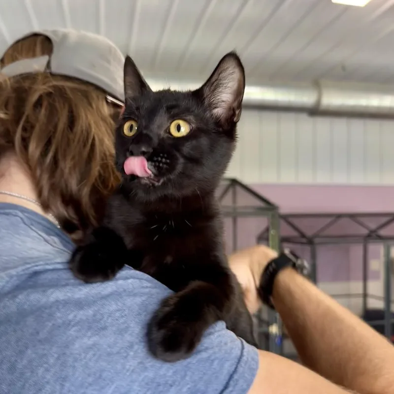 A baby small-sized male Black Domestic Short Hair cat named Saturn for adoption in Mondovi, WI