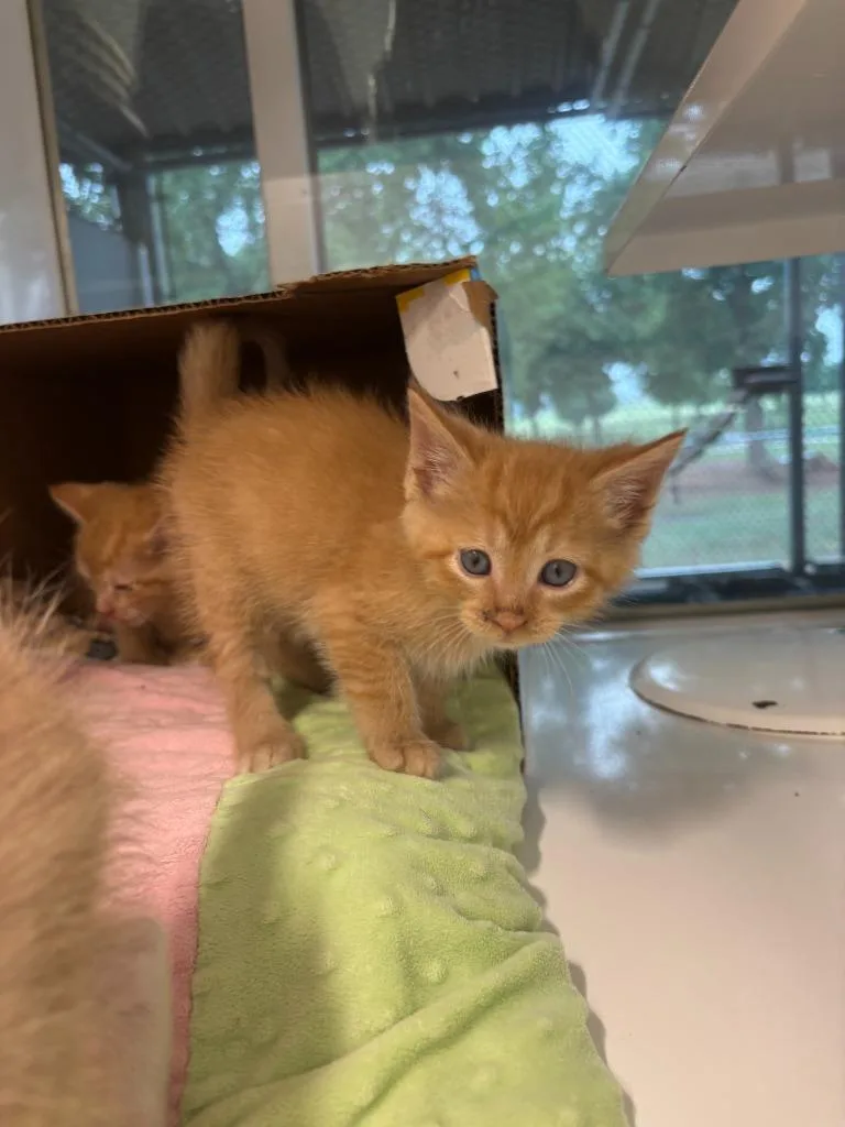A baby small-sized female Domestic Short Hair cat named Cilantro for adoption in Mustang, OK
