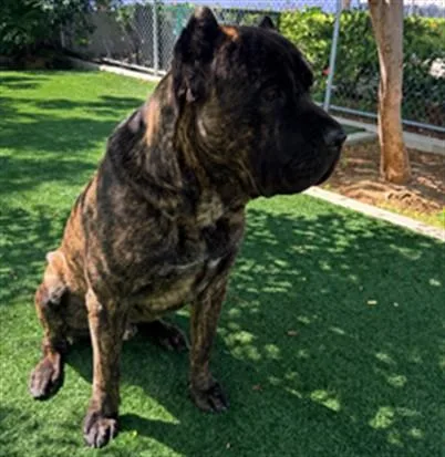 A young medium-sized male Cane Corso dog named Gunther for adoption in Chatsworth, CA
