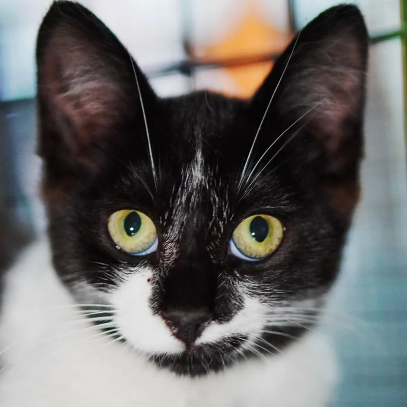 A baby small-sized male Black Tuxedo cat named Eclair for adoption in Pacific Palisades, CA