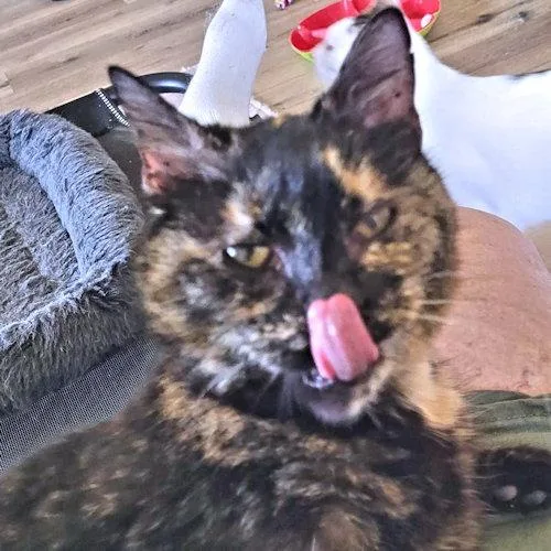 An adult medium-sized female Tortoiseshell cat named Hemlock for adoption in Rutherfordton, NC