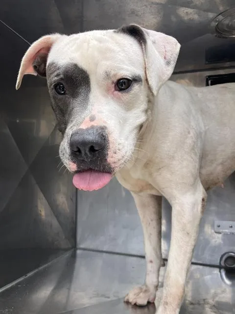 An adult medium-sized female Mixed Breed dog named Crystal for adoption in Dallas, TX