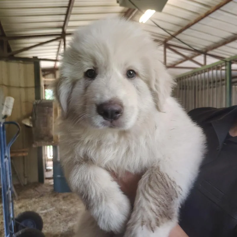 A baby large-sized male White / Cream Great Pyrenees dog named Orioles for adoption in Springtown, TX