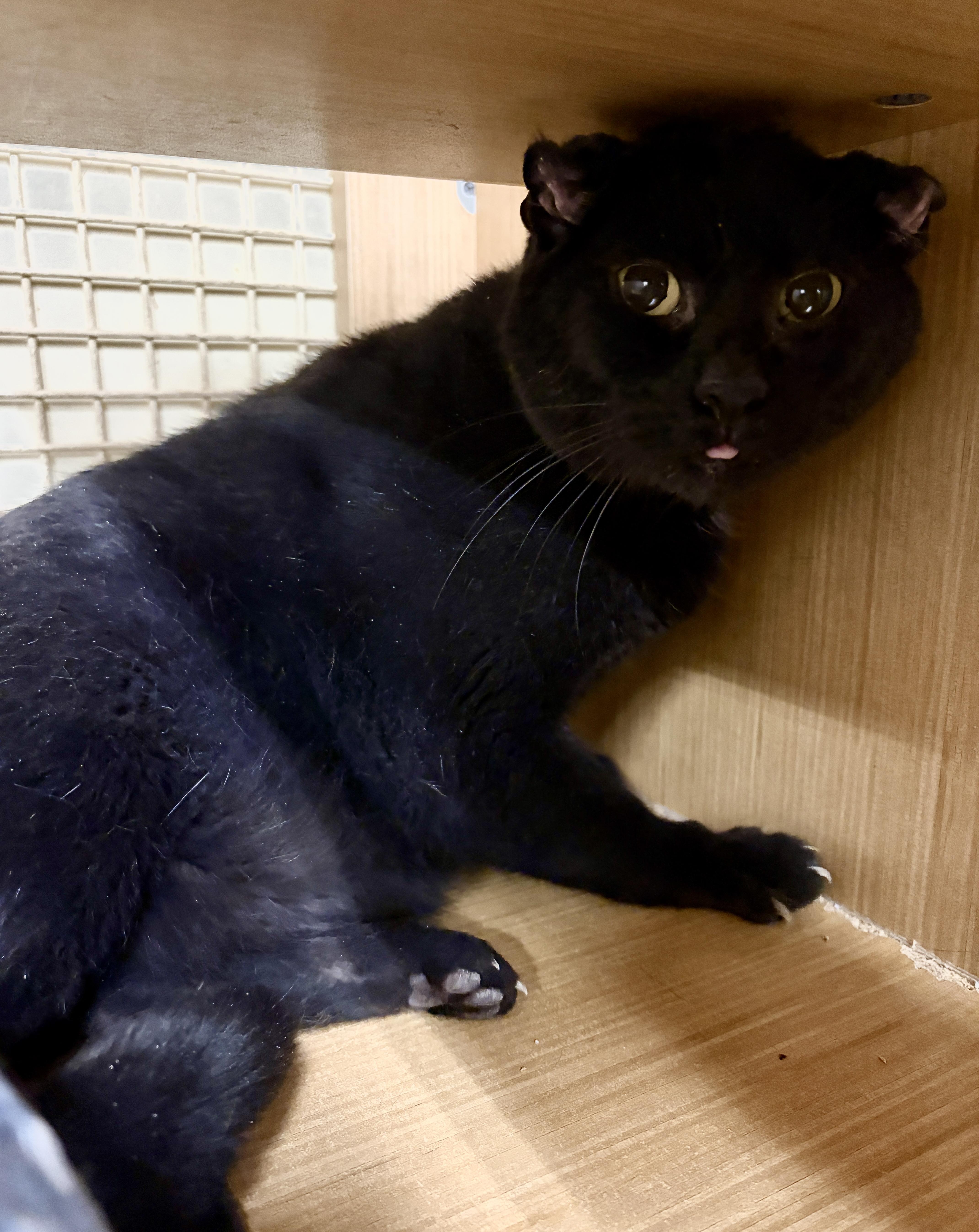An adult medium-sized male Black Domestic Short Hair cat named Onyx for adoption in Easley, SC