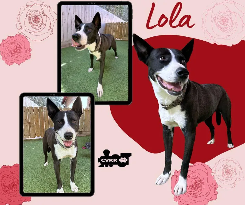 An adult medium-sized female McNab dog named Lola for adoption in LINDSAY, CA