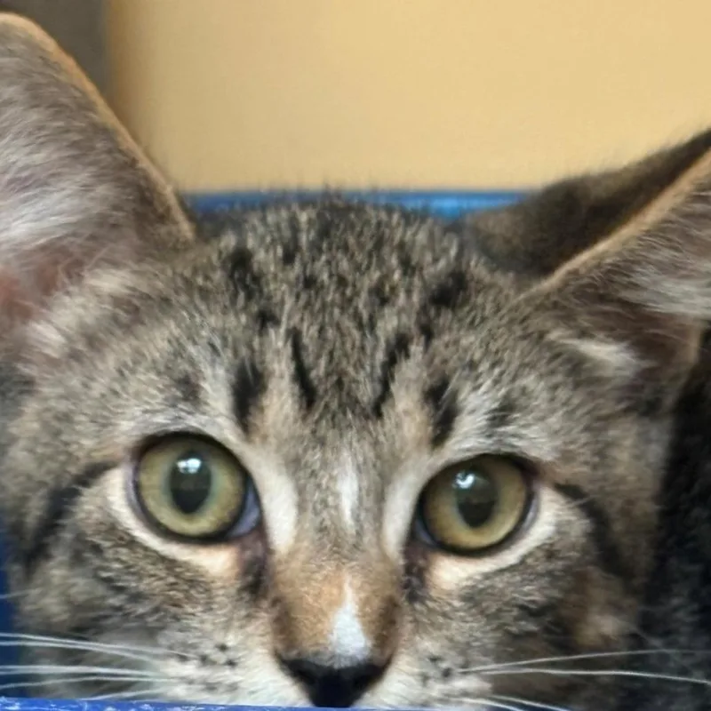 A young small-sized male Gray / Blue / Silver Domestic Short Hair cat named Lightning for adoption in East Hanover, NJ