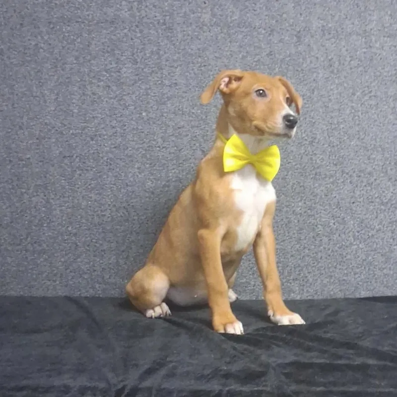 A baby medium-sized female Mixed Breed dog named Melanie for adoption in Medfield, MA