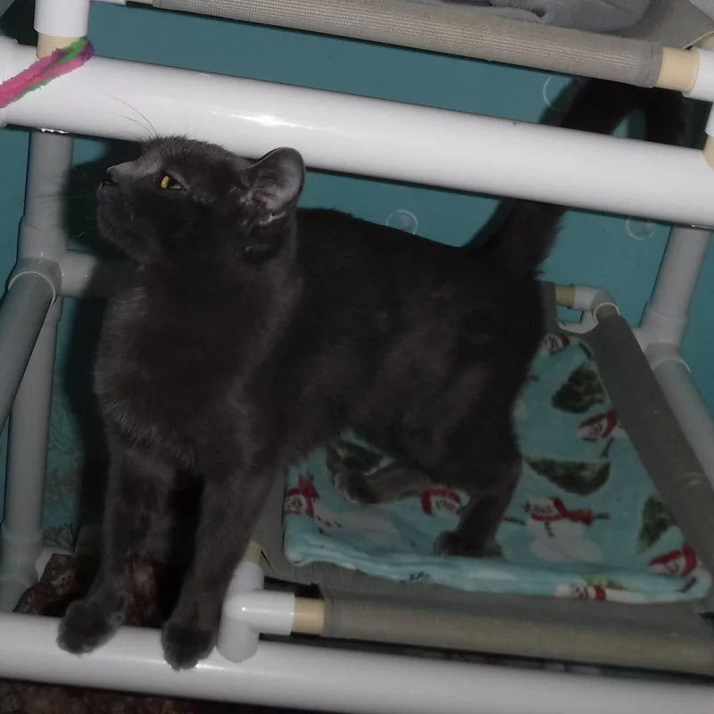 Myrtle  Sweet Russian thumbnail 2