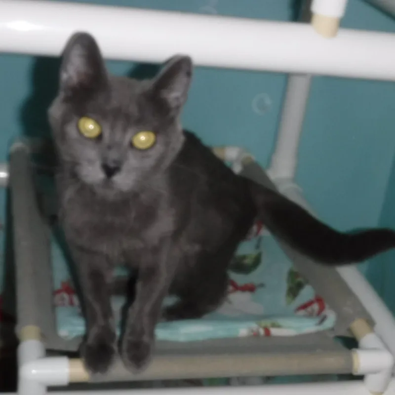 Myrtle  Sweet Russian thumbnail 3