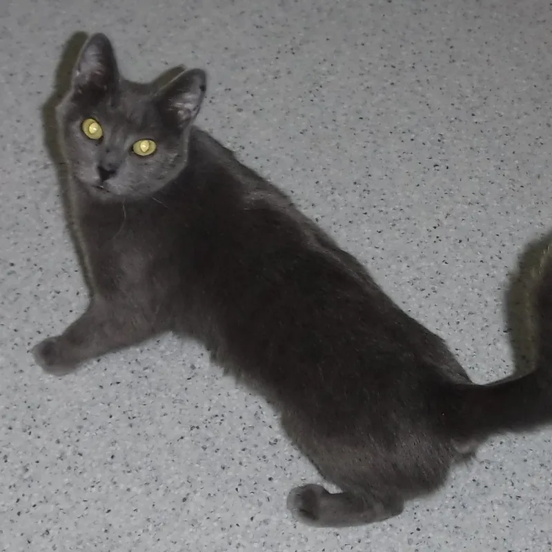 Myrtle  Sweet Russian thumbnail 4