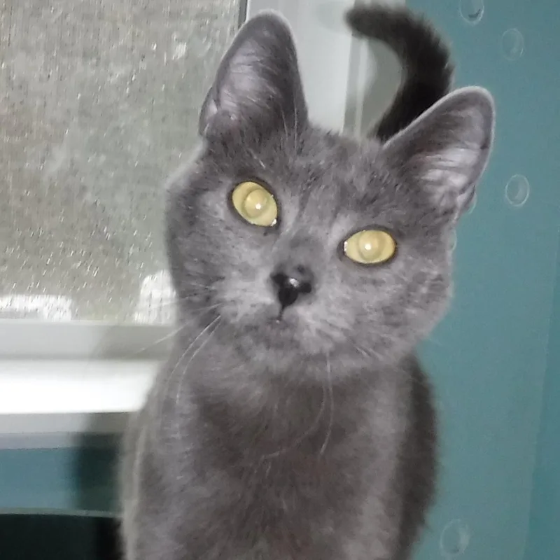 Myrtle  Sweet Russian