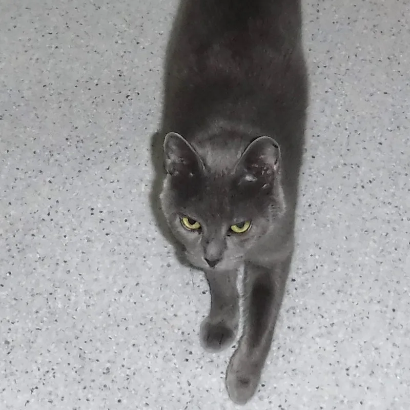 Myrtle  Sweet Russian thumbnail 5