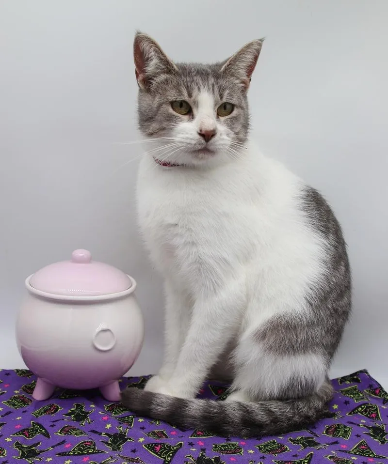 Paisley  Mommas Maynard thumbnail 2