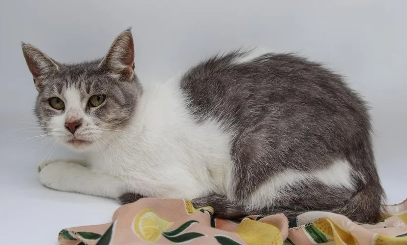 Paisley  Mommas Maynard thumbnail 4