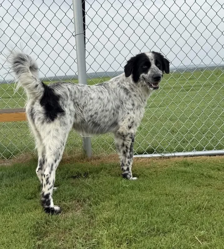 A young medium-sized male Mixed Breed dog named Freckles for adoption in Holbrook, NY