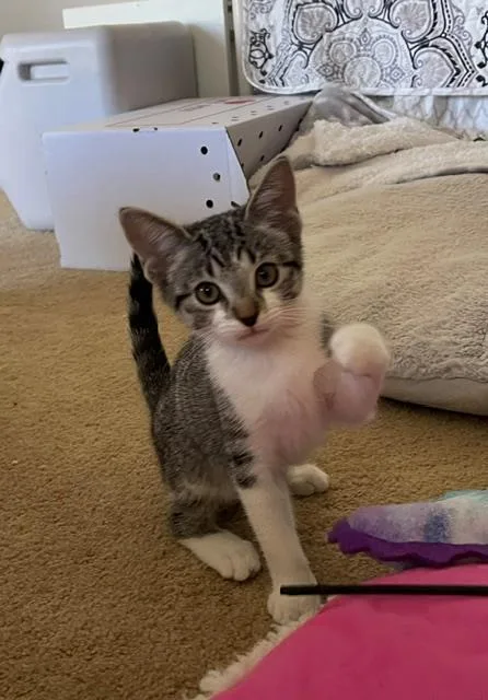 A baby small-sized female Domestic Short Hair cat named Gizmo for adoption in Tustin, CA