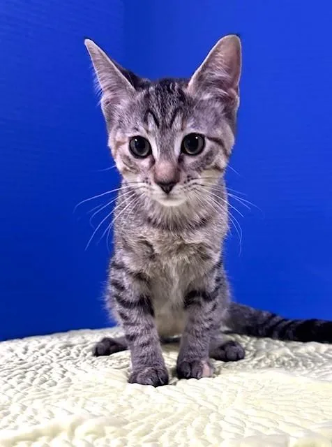 A baby medium-sized female Tabby (Gray / Blue / Silver) Domestic Short Hair cat named Bagel for adoption in Hawk Point, MO