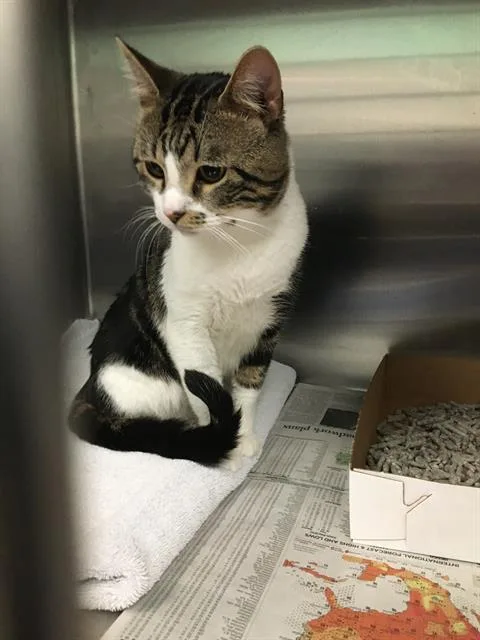 An adult large-sized male Domestic Short Hair cat named Charles for adoption in Dallas, TX