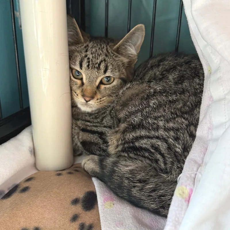 A baby small-sized female Brown / Chocolate Domestic Short Hair cat named Powell for adoption in Morrisville, VT