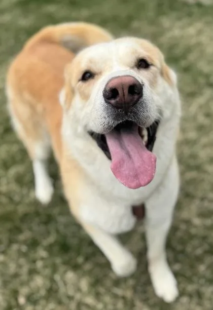 A young large-sized male Mixed Breed dog named Archie for adoption in Missoula, MT