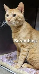 An adult medium-sized male Orange / Red Domestic Short Hair cat named Scrambles for adoption in Moline, IL