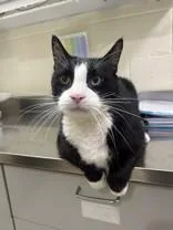 A senior medium-sized male Black & White / Tuxedo Domestic Short Hair cat named Pugley for adoption in Manitowoc, WI