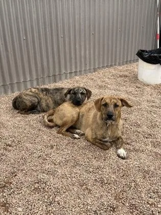 A young medium-sized male Mixed Breed dog named Bowbow for adoption in Longmont, CO