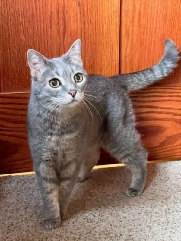 Lululemon thumbnail 4