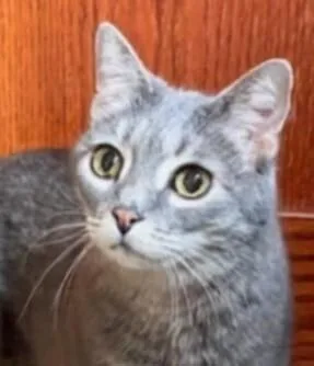 Lululemon thumbnail 6