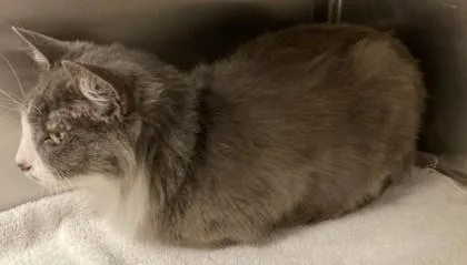 An adult medium-sized female Domestic Medium Hair cat named Linda for adoption in Eugene, OR