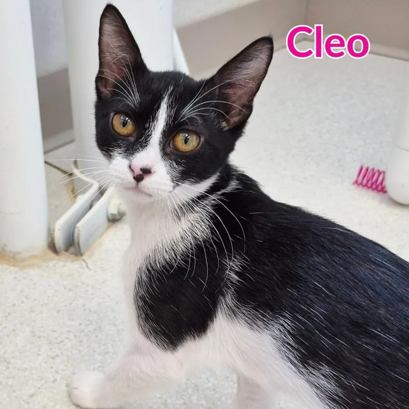 A baby medium-sized female Domestic Short Hair cat named Cleo for adoption in North Saint Paul, MN