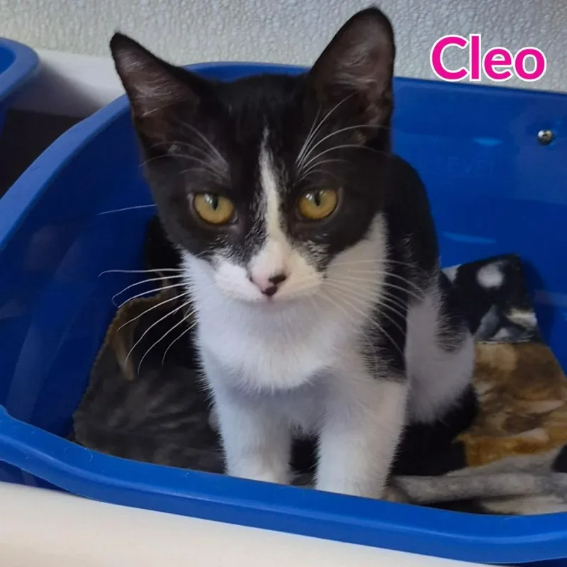 Cleo thumbnail 2
