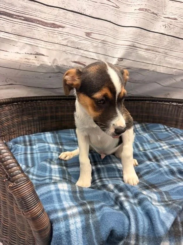 A baby large-sized male Terrier dog named Bowie for adoption in Neillsville, WI