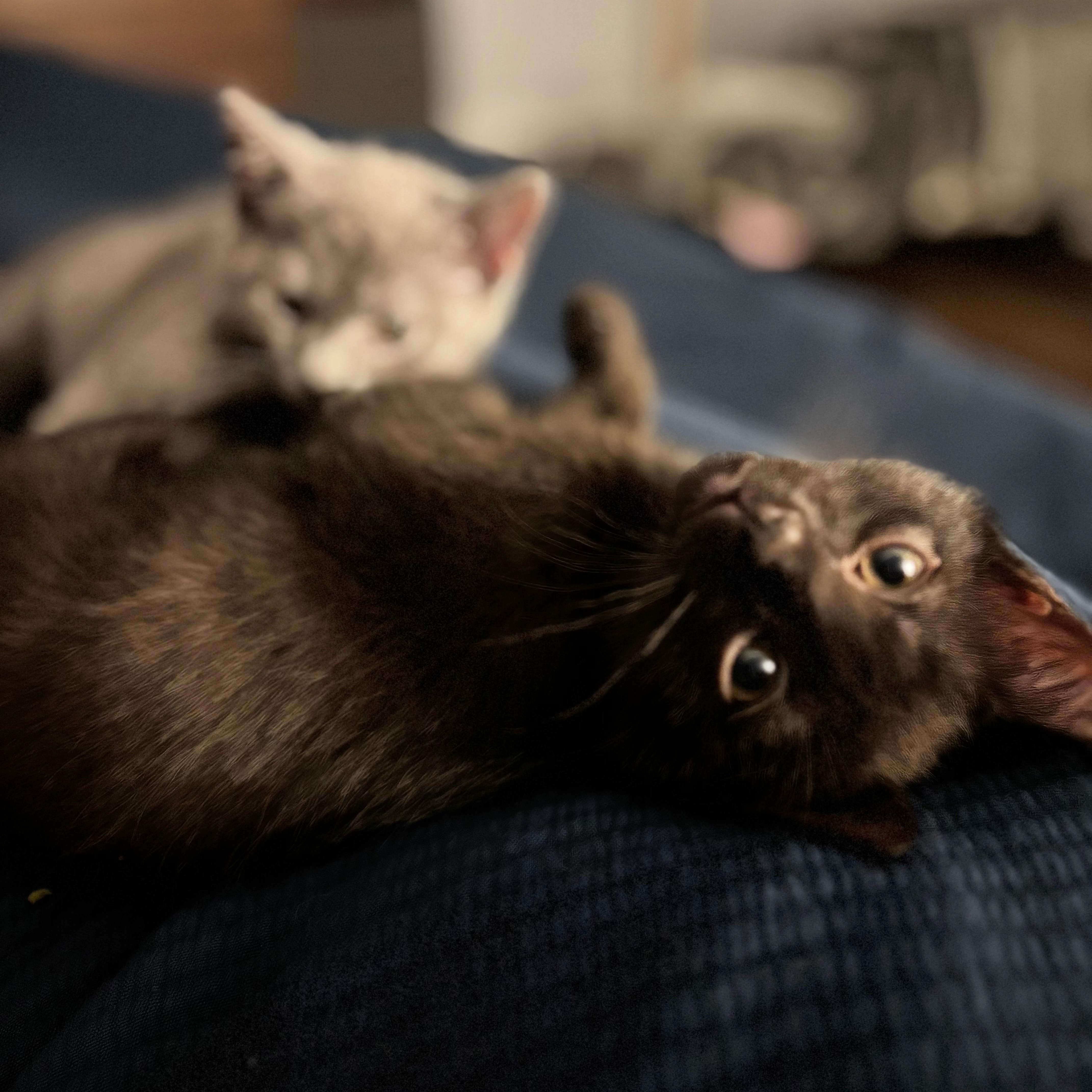 A baby small-sized female Gray / Blue / Silver Domestic Short Hair cat named Mitra for adoption in Richmond, VA