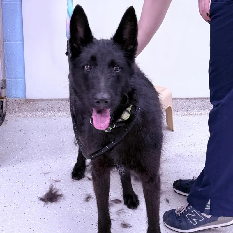 An adult medium-sized male Mixed Breed dog named Hunter for adoption in Indianapolis, IN