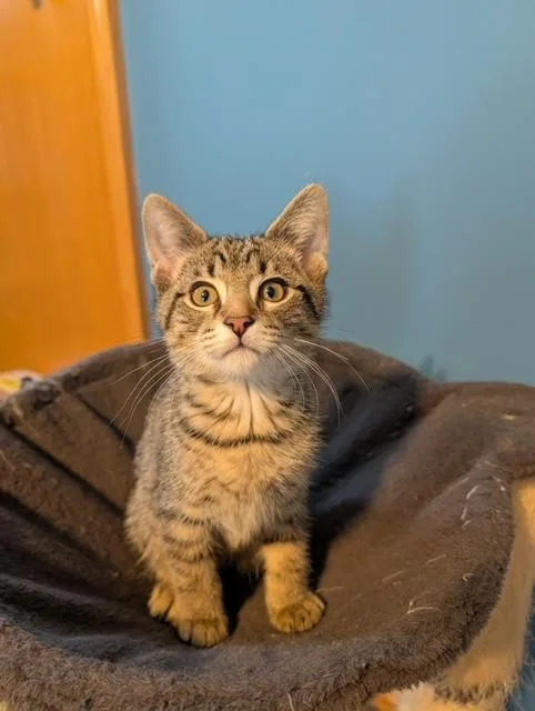 A baby small-sized male Tabby (Brown / Chocolate) Domestic Short Hair cat named Bodhi for adoption in Hudsonville, MI