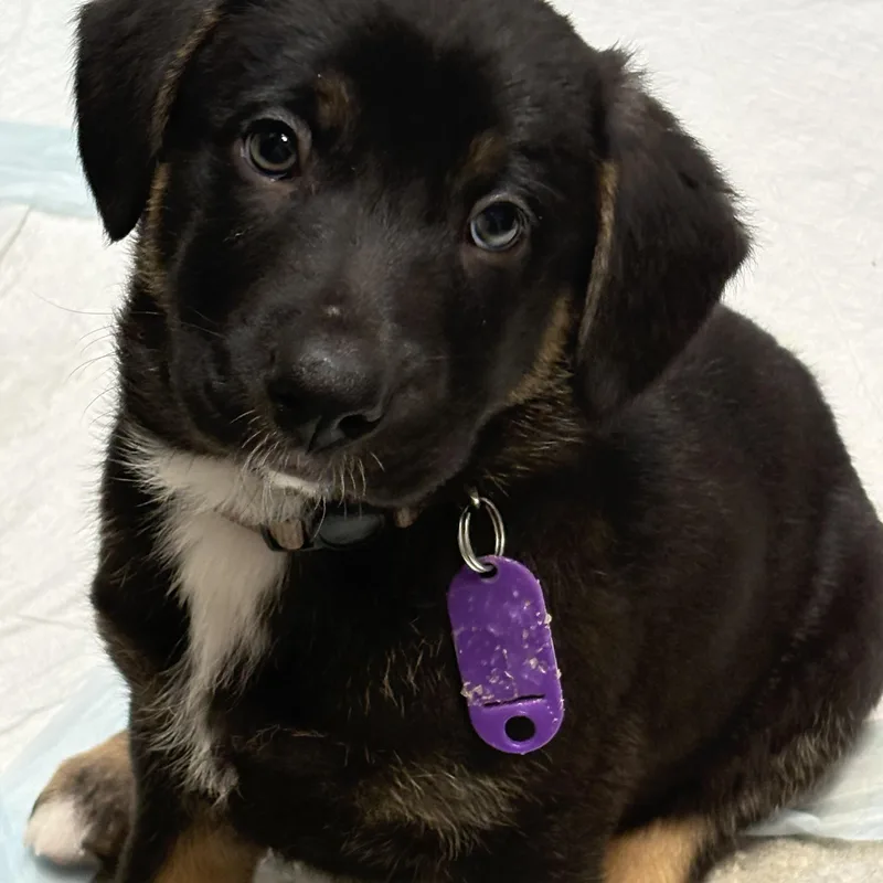 A baby medium-sized male Dutch Shepherd dog named Baker for adoption in Cincinnati, OH