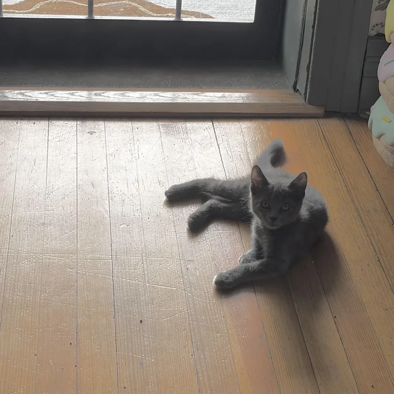 A baby medium-sized female Tabby (Gray / Blue / Silver) Domestic Short Hair cat named Wasabi for adoption in Fort Collins, CO