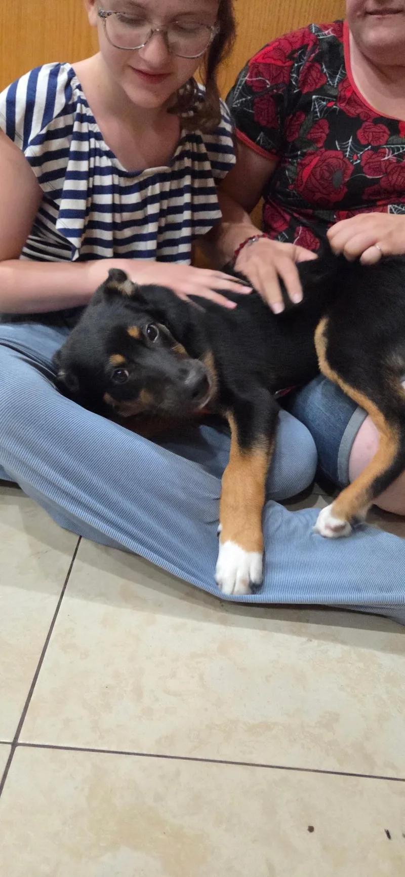 A young medium-sized female Black Shepherd dog named Mordecai for adoption in Frazier Park, CA