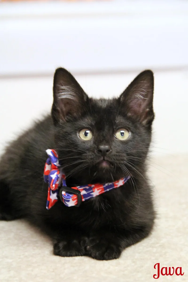 A baby medium-sized female Black Domestic Short Hair cat named Java for adoption in Vinton, IA