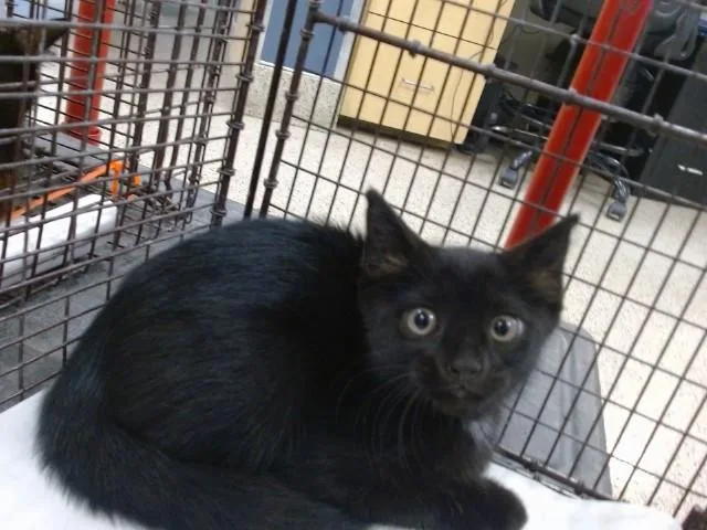 A baby small-sized male Domestic Medium Hair cat named Raylin for adoption in Miami, FL