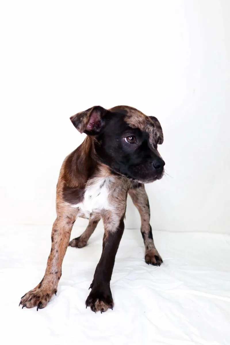 A baby medium-sized female Merle (Blue) Catahoula Leopard Dog dog named Faye for adoption in Bixby, OK