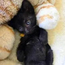A baby small-sized male Black Domestic Short Hair cat named Bronco for adoption in West Palm Beach, FL