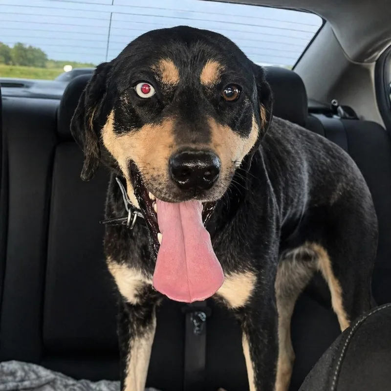 A young small-sized female Mixed Breed dog named Macy for adoption in Rogersville, MO