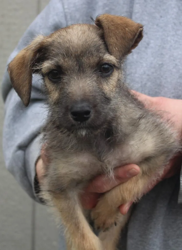 A baby medium-sized female Terrier dog named Dixy for adoption in Vacaville, CA
