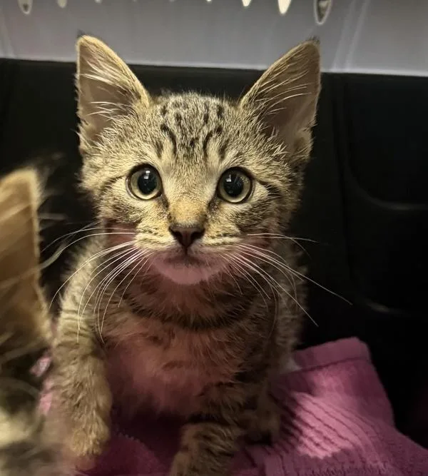 A baby medium-sized female Domestic Short Hair cat named Pilot for adoption in Escondido, CA